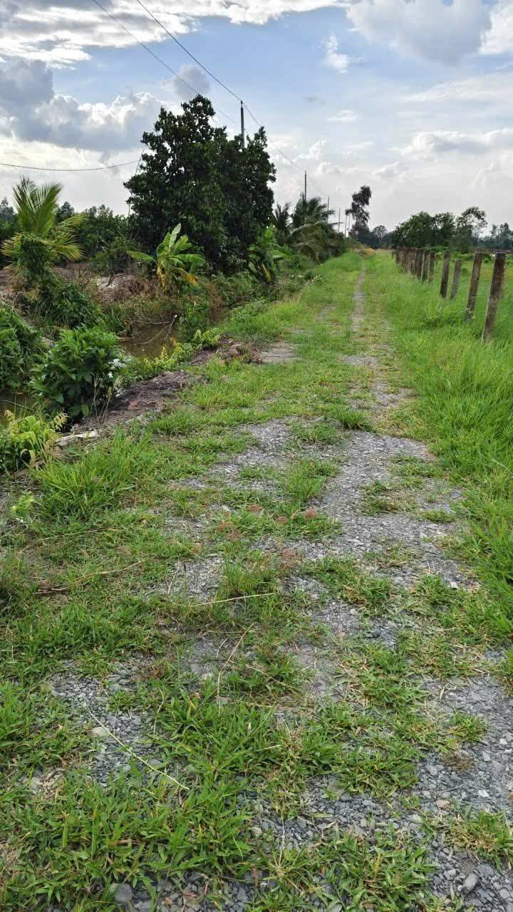 Lô đất vườn 997m² tại ấp 3, xã Tân Thành, Thủ Thừa - Giá chỉ 530 triệu VND, thương lượng nhẹ!