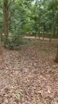 Đất nền Tân Long, Phú Giáo, Bình Dương 10.000m² - Giá 6.9 tỷ, thuận lợi cho đầu tư!