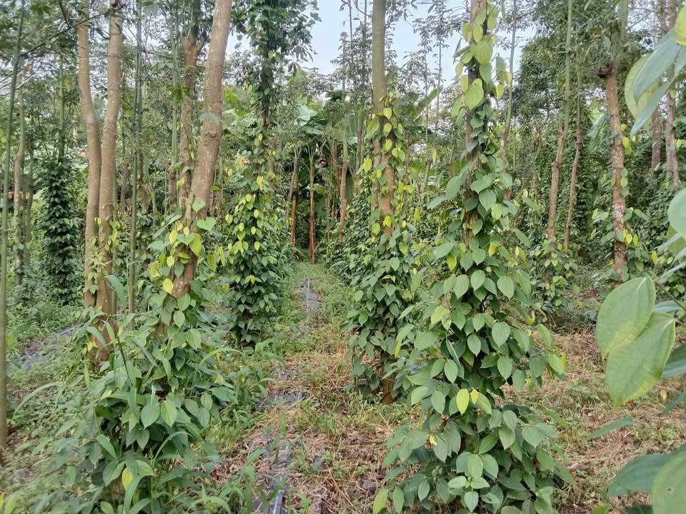 Đất nông nghiệp Bình Trung, Châu Đức 2736m² giá 2.924 tỷ - Pháp lý rõ ràng, sẵn sàng giao dịch!