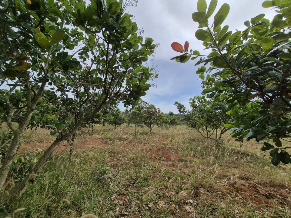 Đất nền Thọ Sơn, Bình Phước 2.25ha giá 2.2 tỷ - Sổ hồng chính chủ, vị trí đẹp