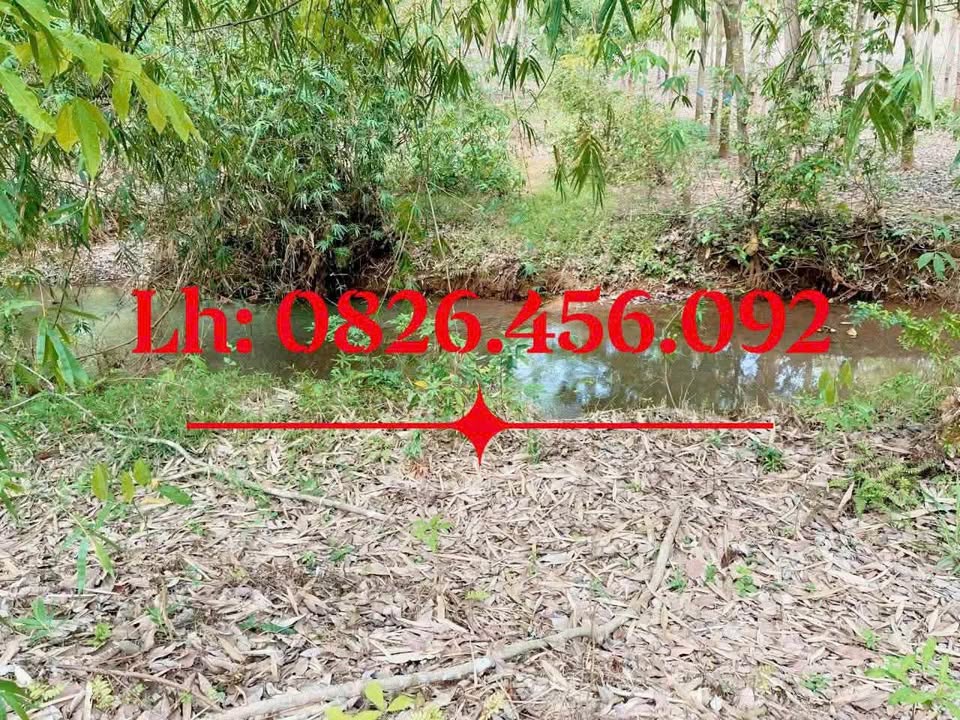 Bán rẫy cao su ấp 3 Tân Thành Đồng Xoài 1ha giá 2 tỷ - Đầu tư sinh lời hấp dẫn!