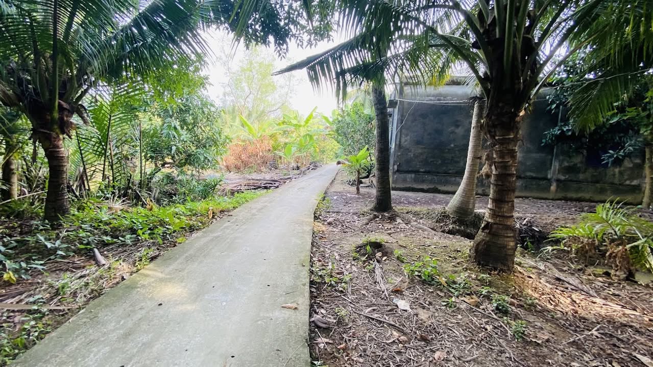 Đất vườn dừa An Hiệp, Châu Thành, Bến Tre 1500m² giá 900 triệu - Cơ hội đầu tư lý tưởng!