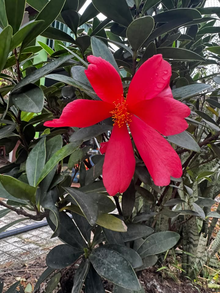 Đất nền Nghi Xuân 180m² giá 2 tỷ - Vị trí đắc địa gần khu công nghiệp