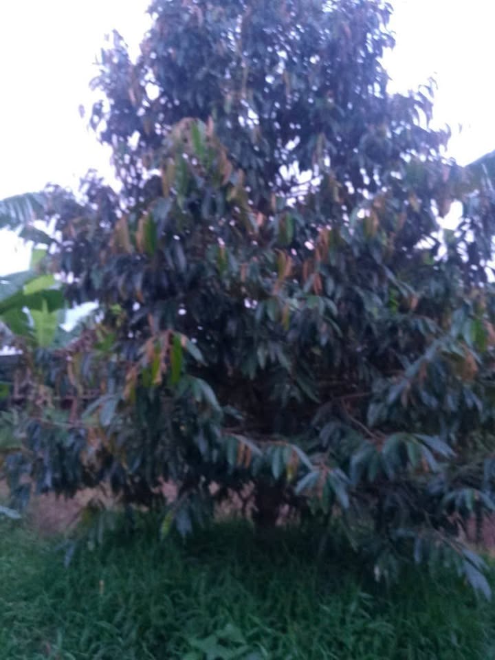 Đất Farm 4670m² xã Phú Thành, Trà Ôn, Vĩnh Long giá 1.167 tỷ - Đầu tư sinh lời ngay!