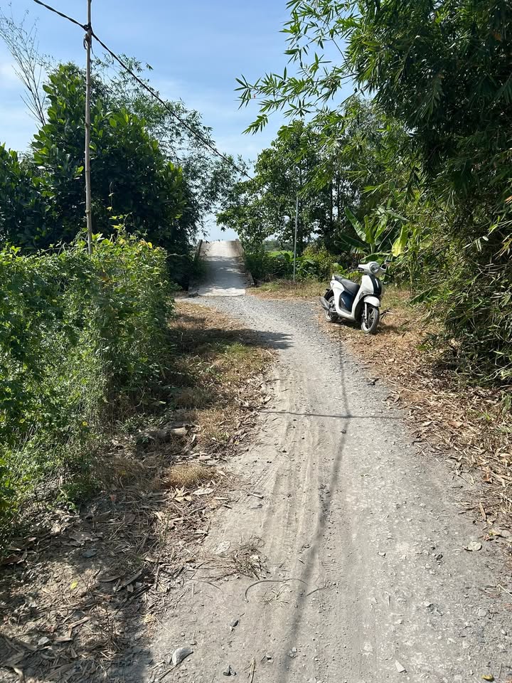 Đất trồng cây lâu năm 4,5 công tại Hậu Mỹ Trinh, Cái Bè - Giá chỉ 2.43 tỷ!