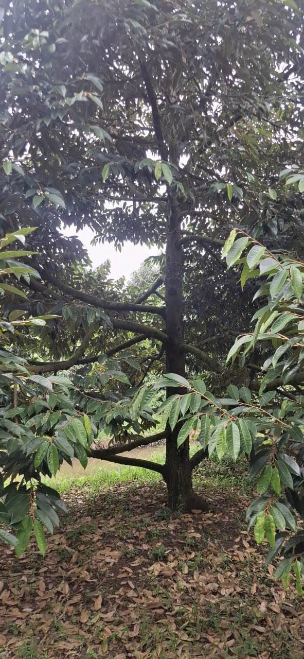 Farm 6000m² tại Phong Điền, Cần Thơ - Bán gấp 570 triệu - Đầu tư sinh lời!