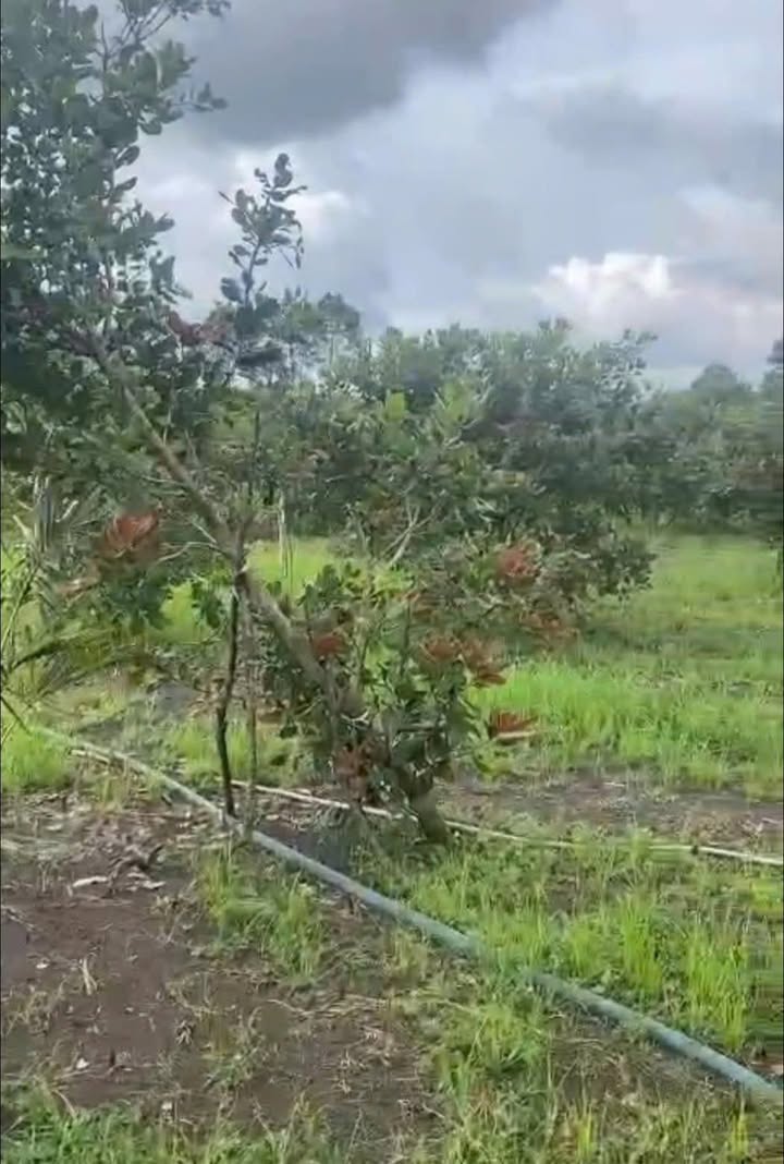 Đất nền Xuân Định 1.100m² giá 900 triệu - Sổ riêng, thương lượng tốt!