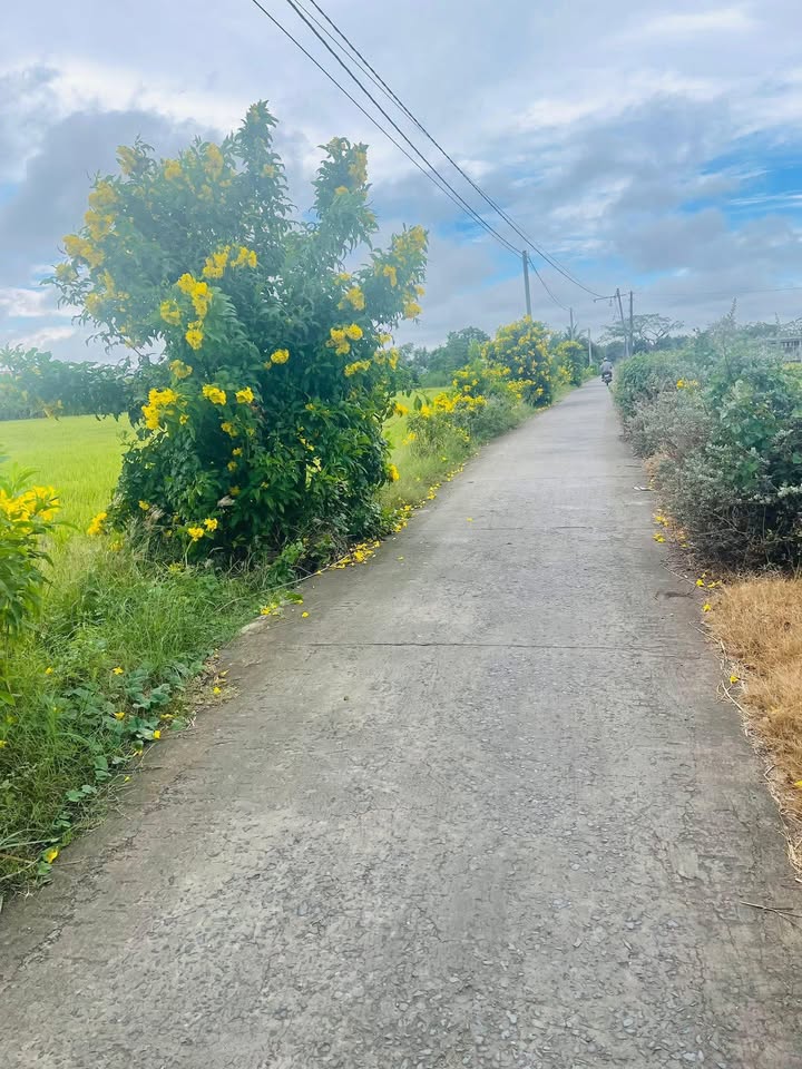 Đất nền Gò Công 715m² giá 2.5 triệu/m² - Đường xe hơi thông thoáng!