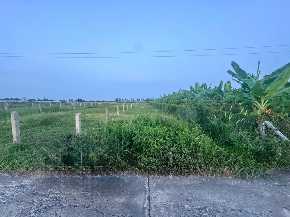 Đất nền Tân Hòa Đồng Tháp 217,2m² giá 370 triệu - Vị trí đắc địa, pháp lý rõ ràng!