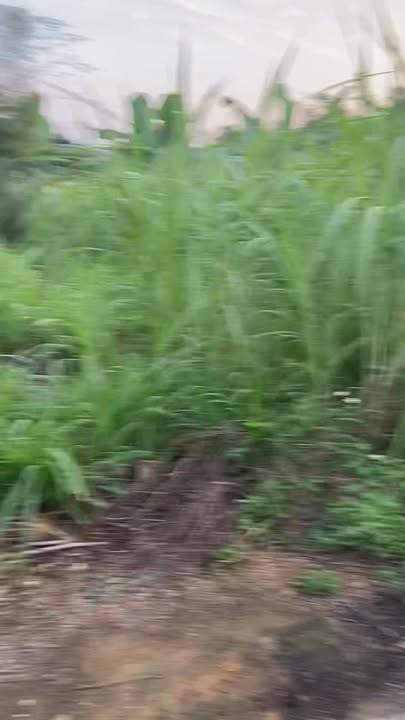 Đất lô góc Phúc Tiến, Hạ Bằng 87m² giá chỉ từ 3x triệu/m² - Thiên thời địa lợi!