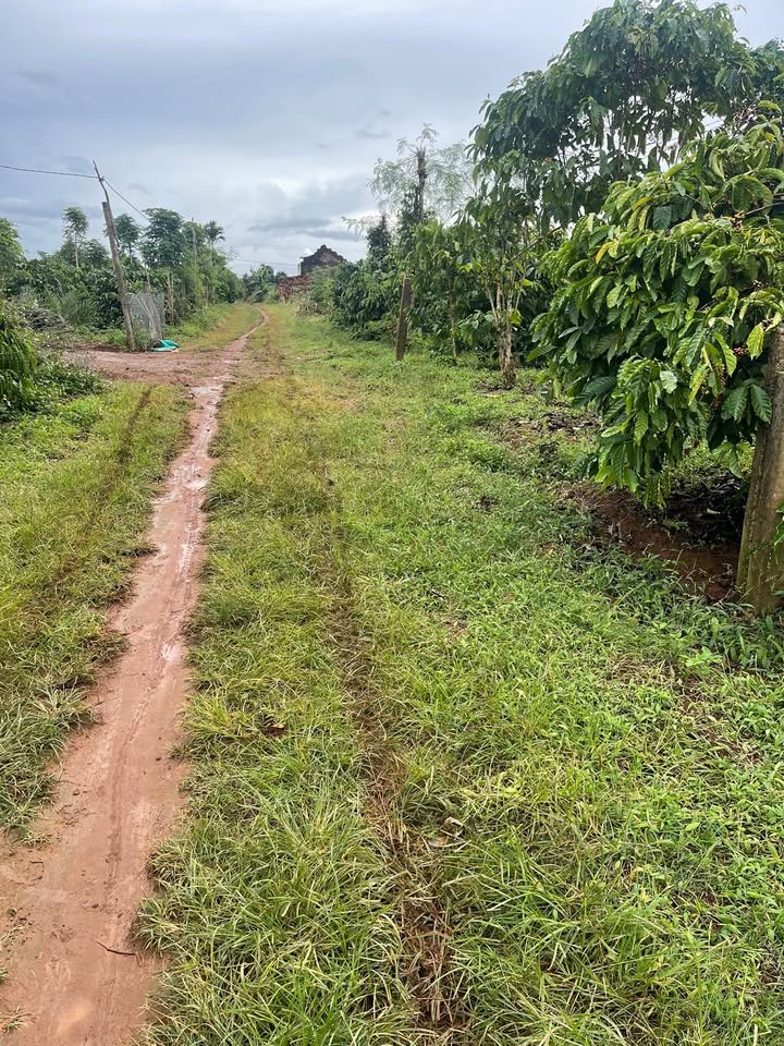 Lô đất đẹp Bờ Ngông, Chư Sê, Gia Lai 100m² giá chỉ 269 triệu - Sẵn thổ cư, đầu tư sinh lời!