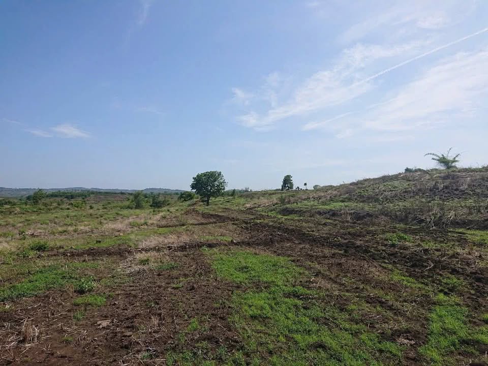 Đất nông nghiệp Chư Prông 12ha giá 1.56 tỷ - Nguồn nước đầy đủ, đất bằng phẳng