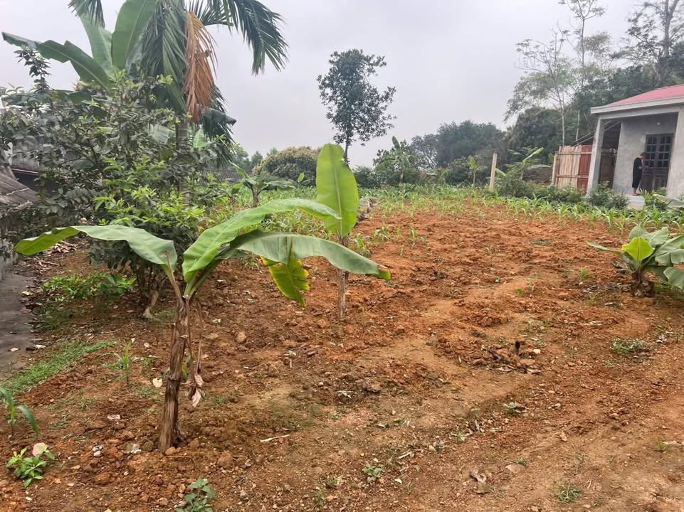 Đất nền Hoàng Cương Thanh Ba 580m² giá 600 triệu - Đầu tư sinh lời ngay!