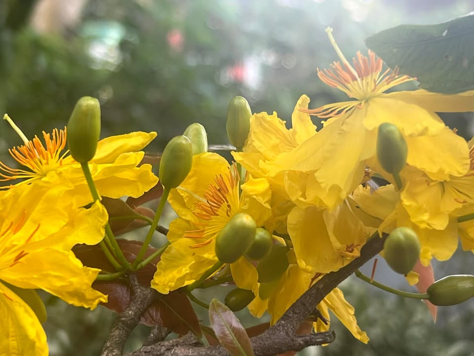 Đất thổ cư 168m² Ấp 5, Xuân Tâm, Xuân Lộc chỉ 500 triệu - Cơ hội hiếm có!