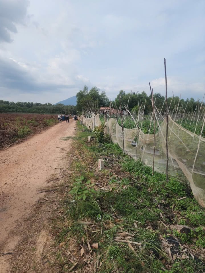 Đất nền Ninh Thạnh, Tây Ninh 190m² giá thỏa thuận - Đường nhựa 6m, sổ đỏ chính chủ!