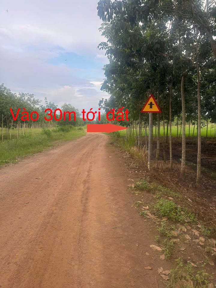 Đất nông nghiệp 1,3 mẫu tại Thạnh Bình, Tân Biên giá 1,1 tỷ - Cơ hội đầu tư tuyệt vời!