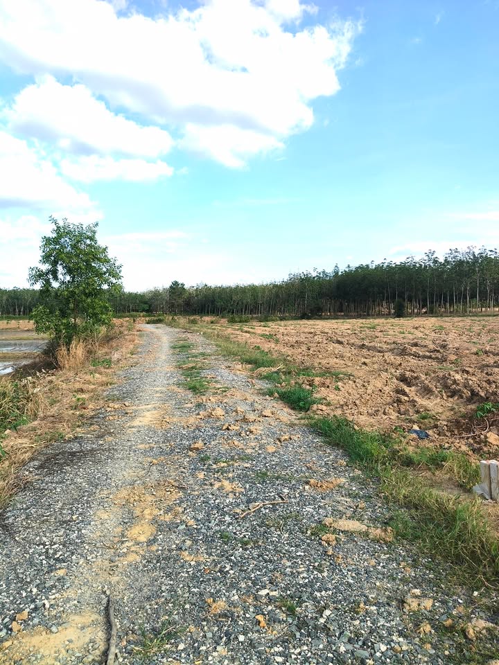 Đất nền 1000m² Hảo Đước, Tây Ninh - Giá cực hấp dẫn, đầu tư ngay!