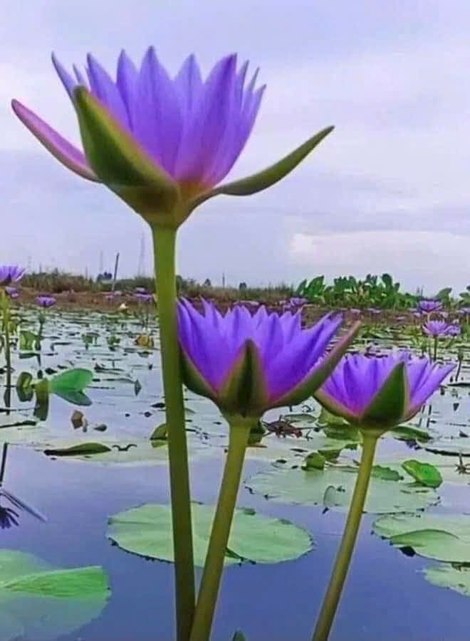 Đất mặt tiền đường nhựa Châu Thành Tây Ninh 600m² chỉ 6.75 tỷ - Cơ hội đầu tư tuyệt vời!