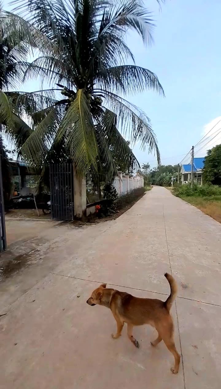 Đất thổ cư Tân Phong, Tân Biên 180m² giá chỉ 320 triệu - Đầu tư sinh lời ngay!