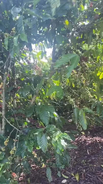 Đất nền Tân Hà Lâm Hà 1ha giá 5.3 tỷ - Đầu tư sinh lời không thể bỏ lỡ!