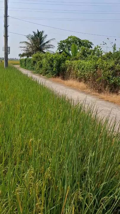 Đất thổ cư 450m² tại Bình Trinh Đông, Tân Trụ - Giá chỉ 1.5 tỷ VND, sẵn sàng cho cuộc sống mới!