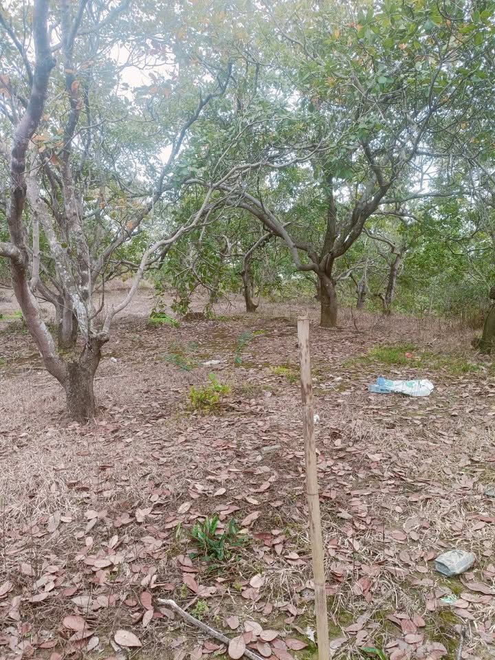 Đất Farm Phước Tân 1.6ha giá 1 tỷ - Đầu tư sinh lời ngay!