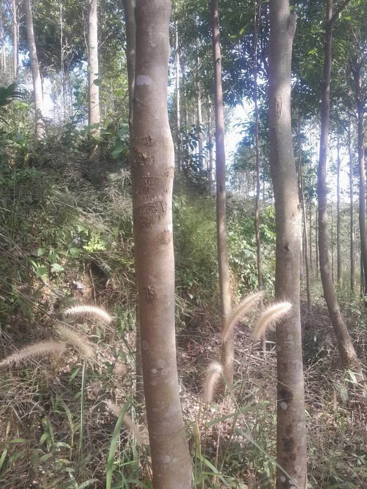 Đất nông nghiệp 6ha Đạ Lây, Đạ Tẻ, Lâm Đồng giá 6.8 tỷ - Cơ hội đầu tư hấp dẫn!