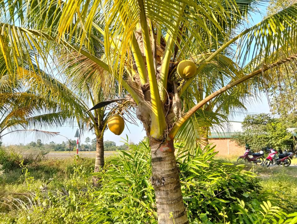 Đất vườn Long Giang, Bến Cầu 200m² giá 369 triệu - Sổ hồng chính chủ, đường nhựa thông thoáng!