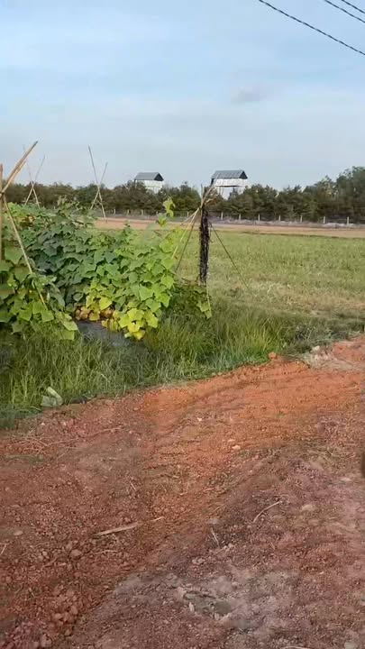 Đất vườn Hiệp Thạnh Gò Dầu 5.200m² giá 1.75 tỷ - Cần bán gấp!