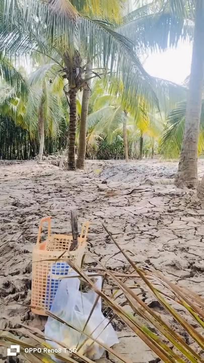 Đất trồng dừa 2012m² tại Mỏ Cày Nam, Bến Tre - Giá chỉ 900 triệu!