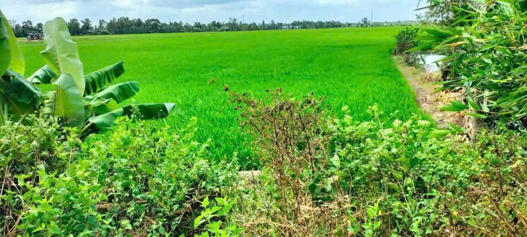 Đất nền 11,700m² tại Khánh Bình, Trần Văn Thời - Sổ đỏ chính chủ, giá thỏa thuận!