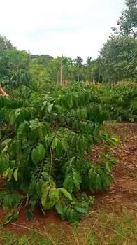 Đất thổ cư 3240m² Quảng Hiệp giá 2.35 tỷ - Chất đất đẹp, ô tô vào tận nơi!