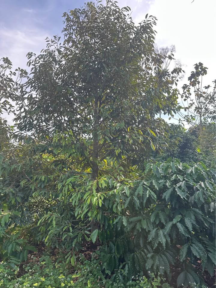 Đất nền 8,7 sào xã Ea Kiết giá 2.5 tỷ - Đầu tư sinh lời hấp dẫn!