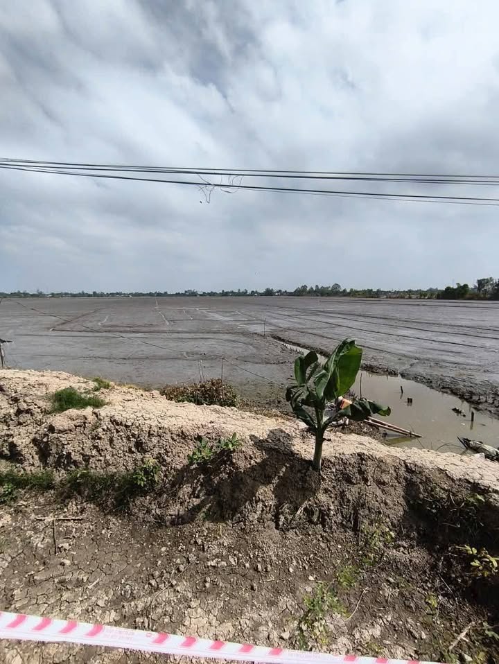 Đất nông nghiệp 77 công tại Phú Hoà, An Giang - Tiềm năng đầu tư tuyệt vời!