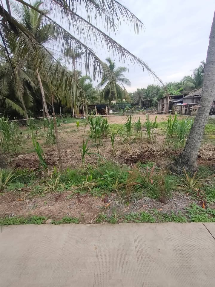 Đất nền mặt tiền đường Thới Lai, Bến Tre 525m² - Giá chỉ 800 triệu, bán gấp!