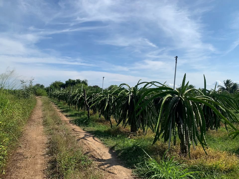 Đất thổ cư 384m² tại thôn Đại Thiện 2, xã Hàm Hiệp, giá 2 tỷ - Sổ đỏ chính chủ!