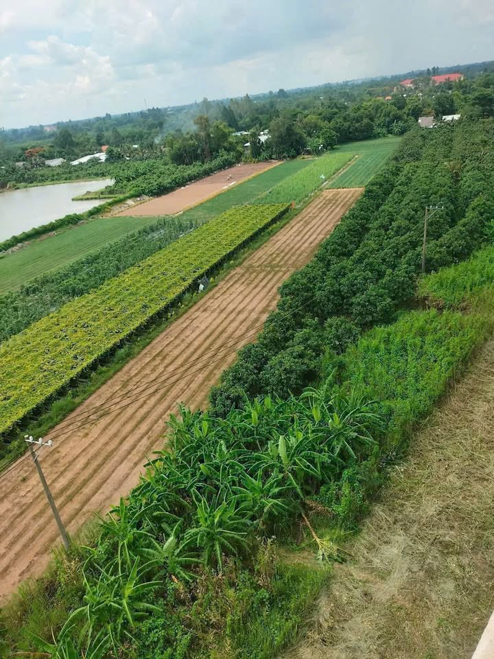 Đất nông nghiệp xã Định An, huyện Lấp Vò 13 công - Mặt tiền 42m, giá thỏa thuận!