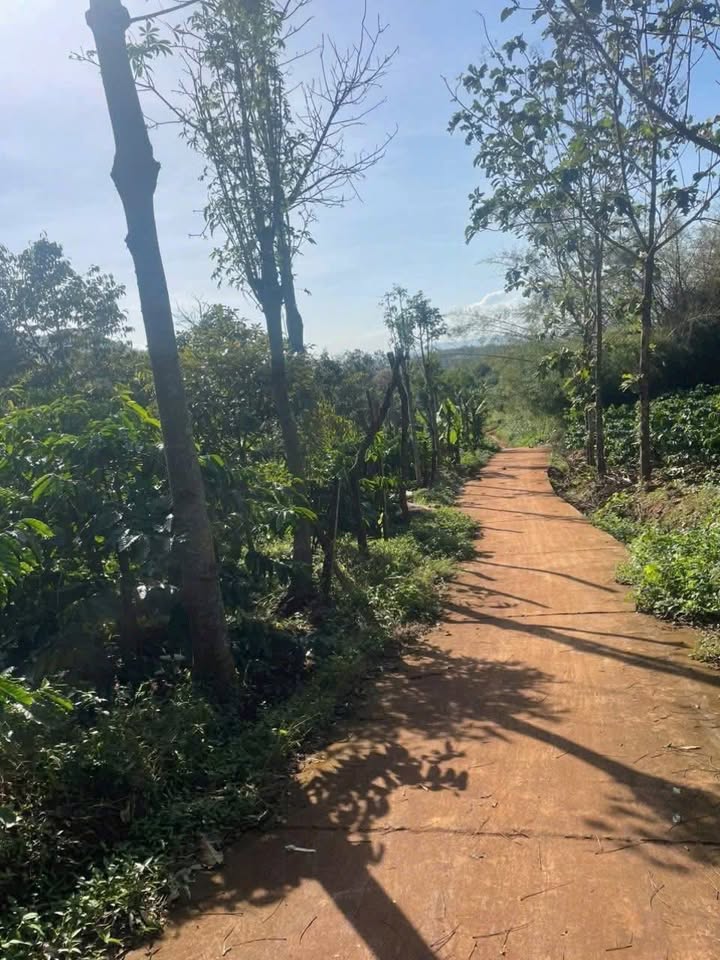 Đất nông nghiệp 2 sào 8 Thôn 2, Ea Ral, Ea H'leo, Đắk Lắk giá 6.9 tỷ - Tiềm năng kinh doanh lớn!