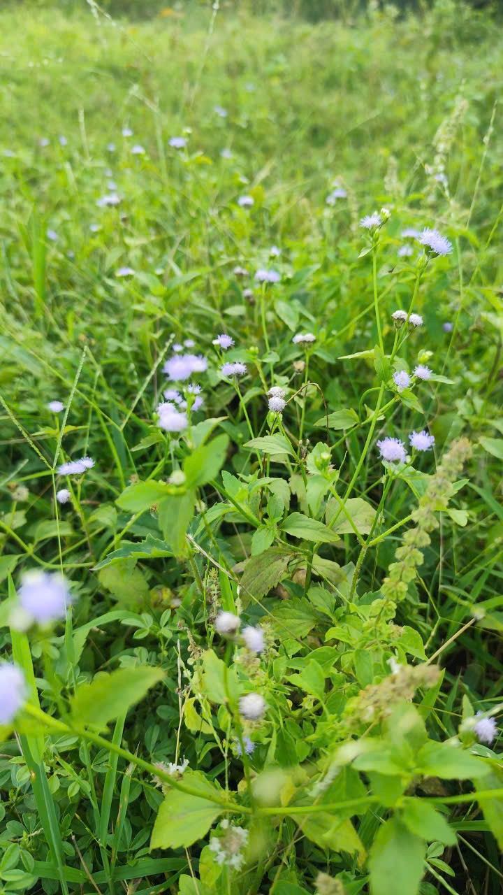 Đất thổ cư Cam Phúc Nam Cam Ranh 75m² giá 599 triệu - Đường ô tô tới đất!