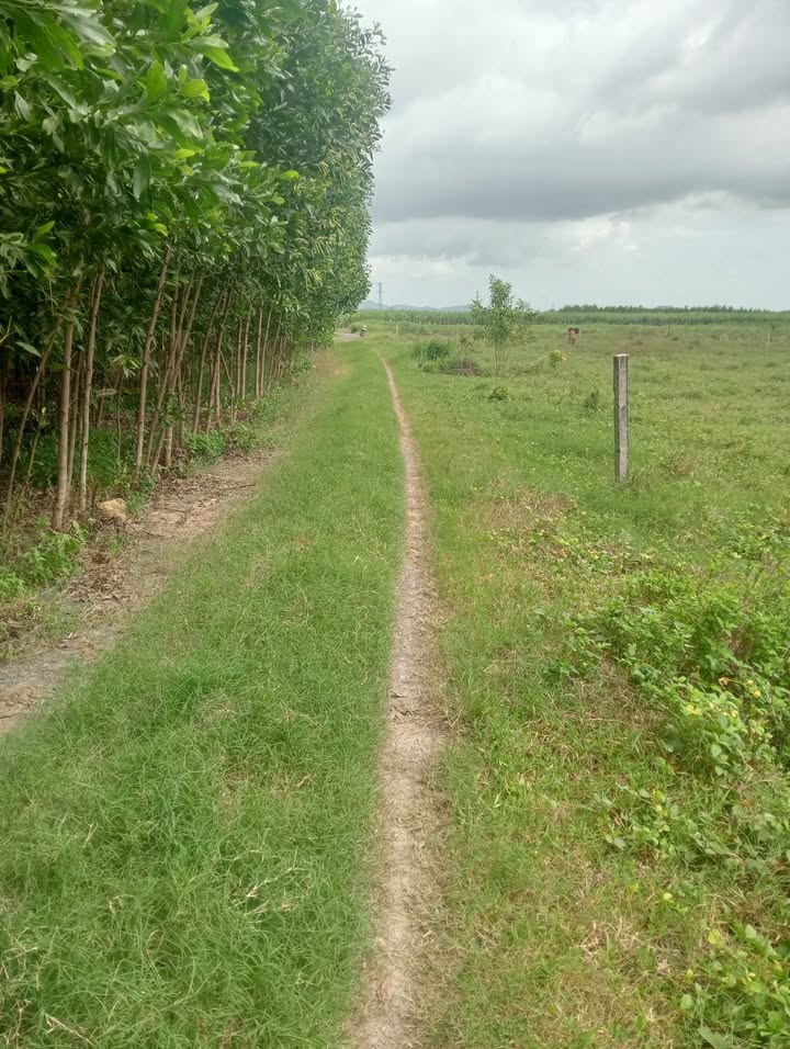 Đất Xóm Mới, Ninh Tây 2205m² - Cơ hội đầu tư hấp dẫn!