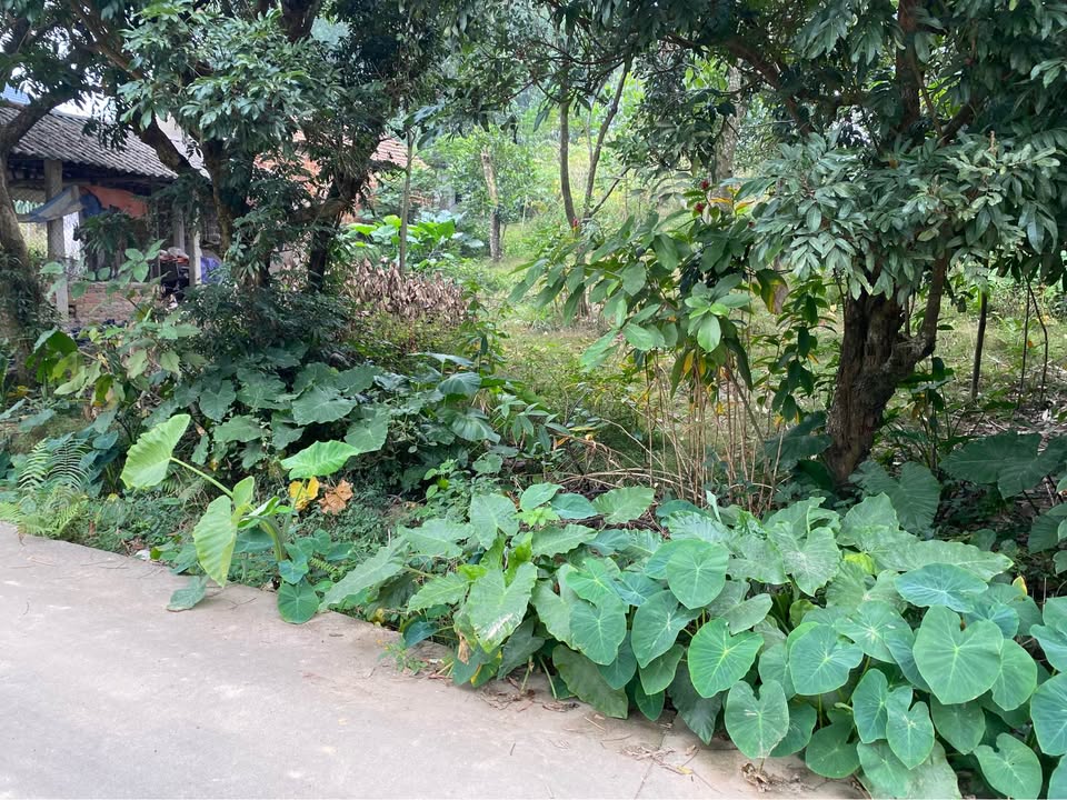 Mảnh đất Phù Linh Sóc Sơn 735m² - Vị trí nghỉ dưỡng lý tưởng gần Đền Gióng!