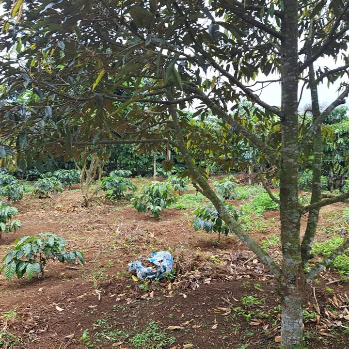 Đất thổ cư Lộc An Bảo Lâm 1000m² giá 2.1 tỷ - Cơ hội đầu tư sinh lời!