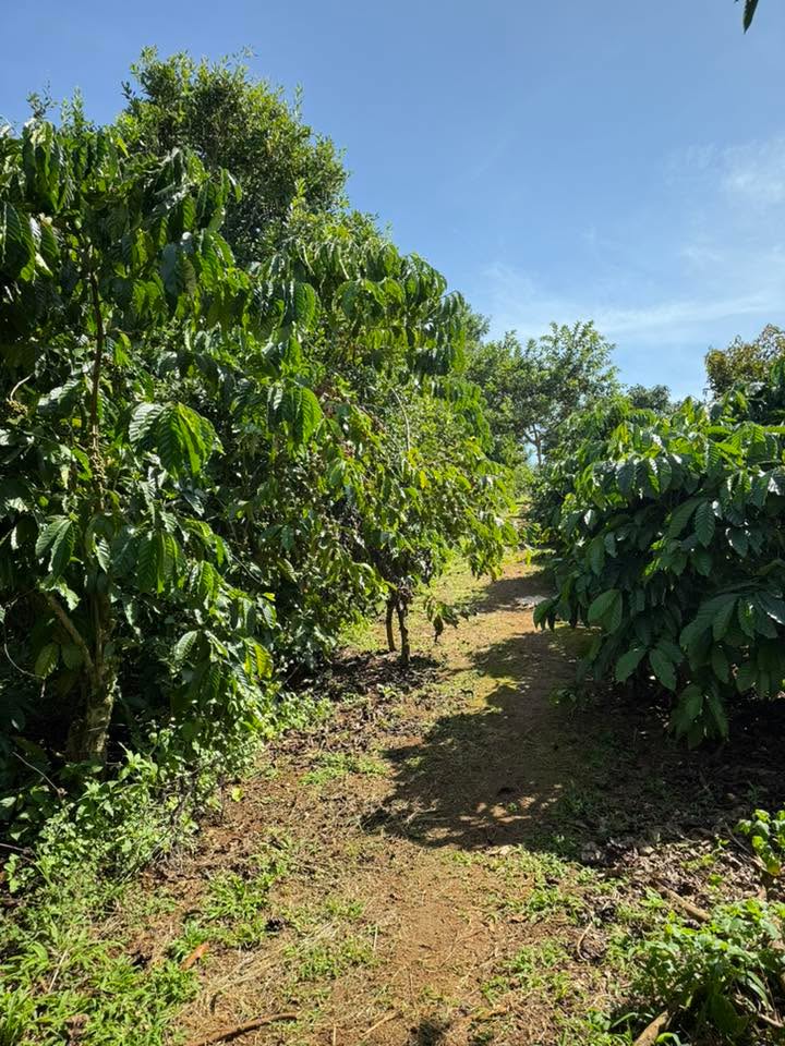 Đất nền 15.000m² xã Liên Hà, Lâm Đồng giá 10.5 tỷ - Tiềm năng sinh lời cao!