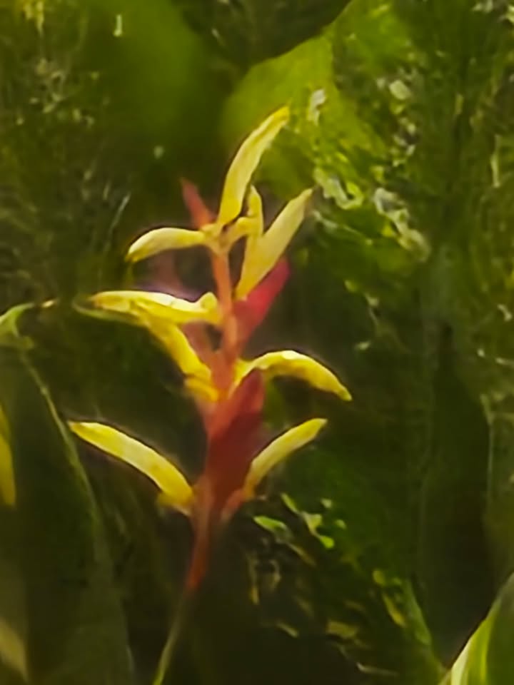 Đất thổ cư Xuân Phú 180m² giá 520 triệu - Cơ hội đầu tư hiếm có!