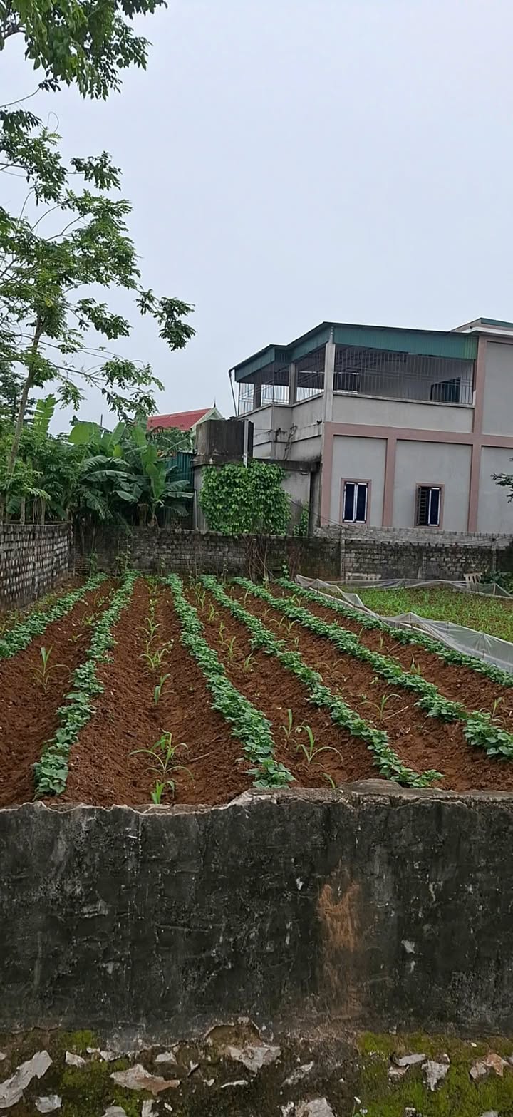 Bán lô đất xóm Kim Liên, Diễn Kim, 154m² giá 1.5 tỷ - Nhanh tay sở hữu ngay!