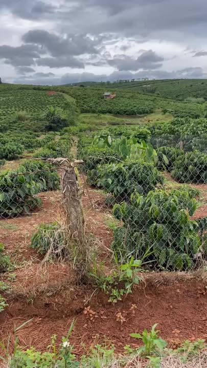 Đất nền Phúc Thọ 16800m² giá 2.4 tỷ - Khu dân cư đông đúc!