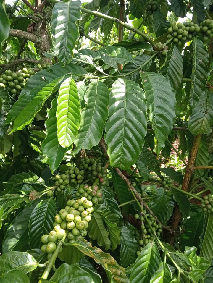 Đất thổ cư 400m² xã Phúc Thọ, Lâm Hà giá 2.5 tỷ - Sổ hồng chính chủ!