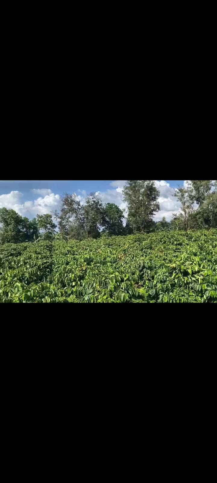 Đất rẫy 2.7ha tại Ia Phang, Chư Pưh - Kinh doanh cà phê sinh lời cao!