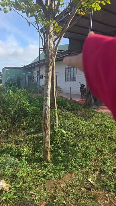 Đất mặt tiền đường Hoàng Hoa Thám, huyện Chư Sê, 1300m² giá 1.3 tỷ - Cơ hội đầu tư hấp dẫn!