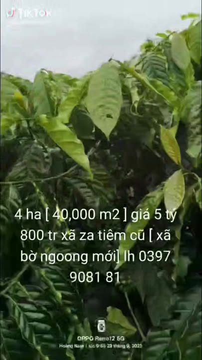 Đất rẫy cà phê 4 ha tại xã Bờ Ngoong, Gia Lai - Giá chỉ 5.8 tỷ VND!